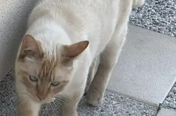 Chatte Siamois perdue à Garges-lès-Gonesse - photo