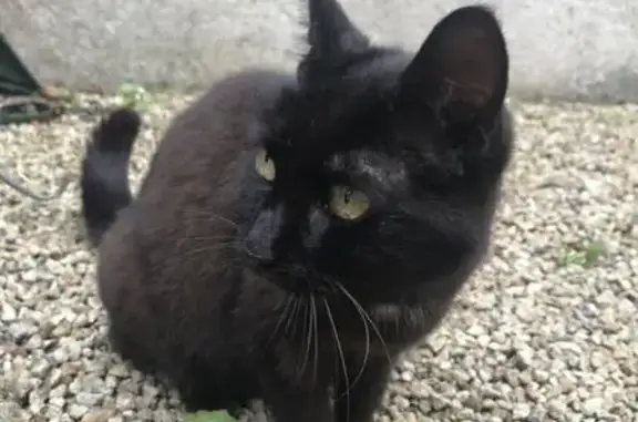 Chat trouvé Quimper, photo: Chatte noire amicale trouvée à Quimper