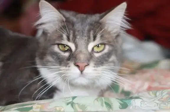 Chat perdu, , photo: Chat perdu : Sirius, peureux et coryza