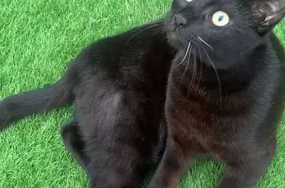 Chat perdu : Vick, noir, beige, 9 mois, Le Porge - photo