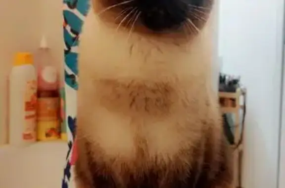 Chat perdu, stérilisé, tatoué à Veyre-Monton - photo