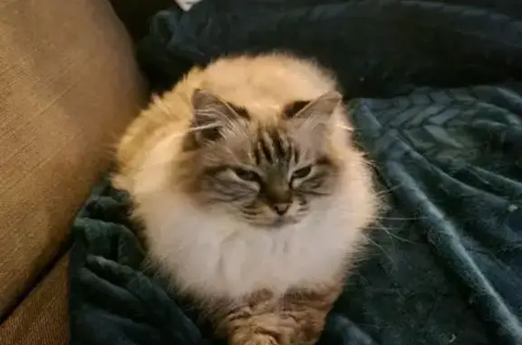 Animaux perdus Ollainville, photo: Chatte crème perdue à Ollainville