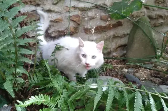Animaux trouvés Le Perreux-sur-Marne, photo: Chat trouvé Av. Maréchal Joffre, Le Perreux