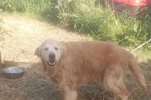 Chien trouvé , photo: Chien type golden retriever trouvé à Lanildut