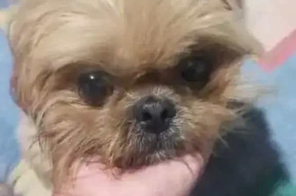 Cachorro encontrado Fêmea (brf001086) - photo