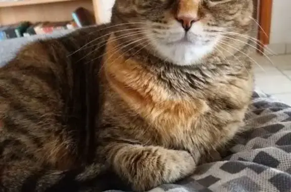 Chat perdu, Santec, photo: Chatte perdue à Santec, 11 ans, peureuse