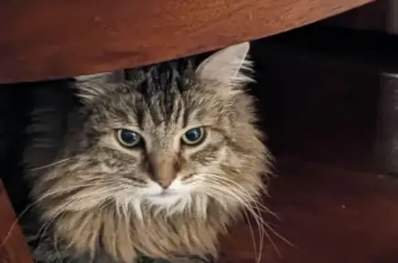 Chat perdu, Fraize, photo: Chatte tigrée perdue, queue courte, Fraize