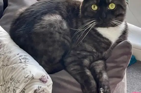 Shy Indoor Cat with Folded Ears Lost