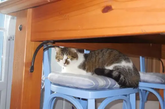 Chatte perdue, blanc-gris, tache museau - photo