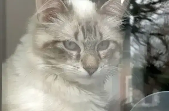 Chat perdu rue Lamartine, Yzeure - photo