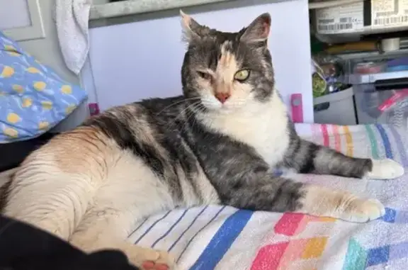 Animaux perdus Moulins, photo: Chatte Isabelle perdue, 3 couleurs, Moulins