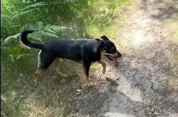 Chien mâle trouvé en forêt de Chambiers - photo