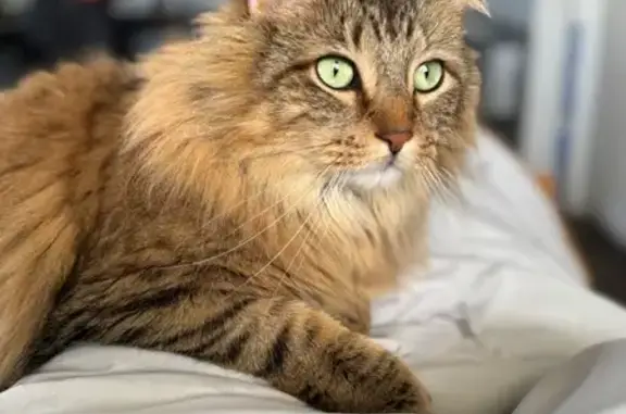 Missing Tabby: Fluffy Tail & Green Eyes