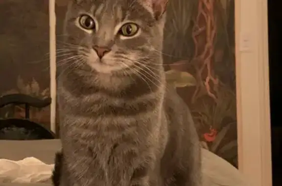 Animaux perdus Paris, photo: Chatte grise perdue près du Val de Grâce