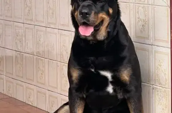 cachorro desaparecida