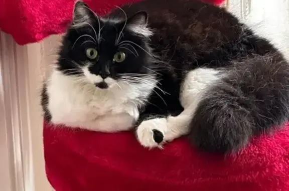 Chatte angora perdue à Auxerre - photo
