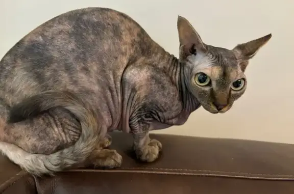 Lost Tortoiseshell Sphynx in Tottenham