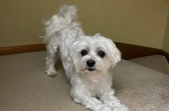 Lost: 5-Year-Old White Maltese in Minneapolis