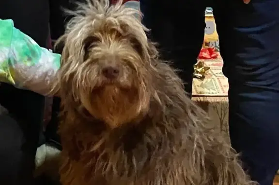 Lost Brown Aussie Doodle: Coco, Brandon