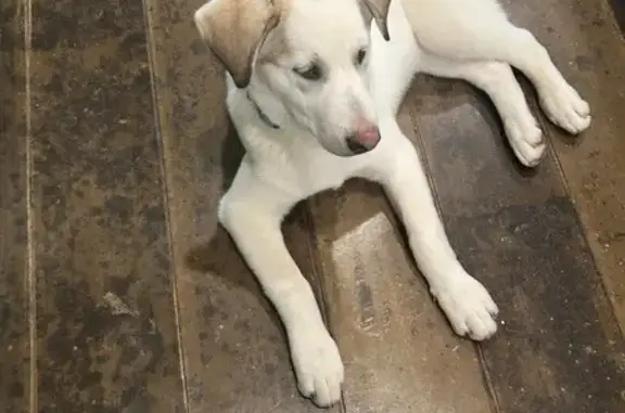 Lost: Husky Mix & Unique Puppies in Conroe