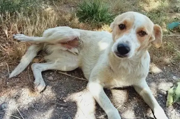 Perro Blanco con Orejas Canela...