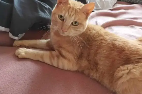 Animaux perdus Saint-Dizier, photo: Chatte perdue rousse/tigrée Saint-Dizier