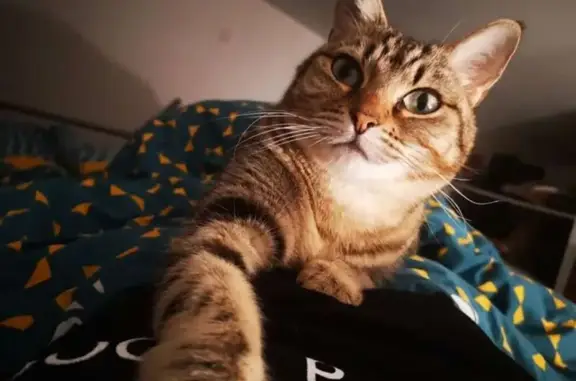 Chat perdu, Garons, photo: Chat perdu : petite taille, grise tigrée, Garons