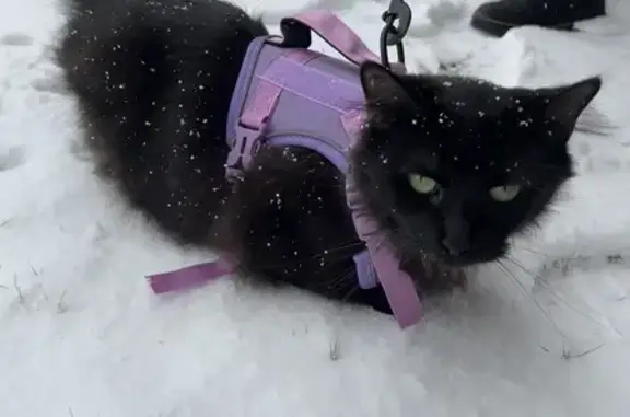 Lost Fluffy Black Cat on Northlake Drive