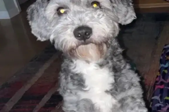 Missing dog Chicago, photo: Lost Fluffy Shih-Poo on Ashland Ave