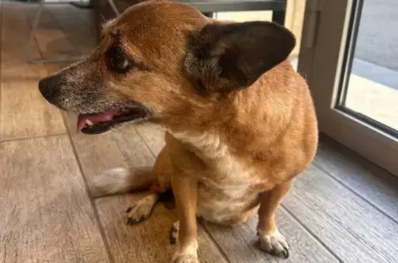 Chienne pucée de Roumanie trouvée à Aix - photo