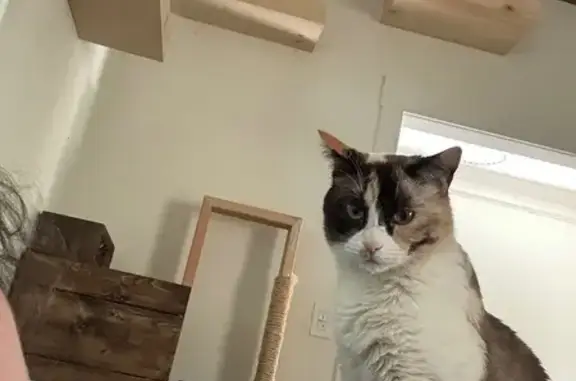 Lost Siamese Mix Cat in Lawrenceville