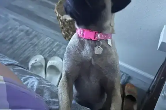 Lost Fawn Pug: Pink Leopard Collar