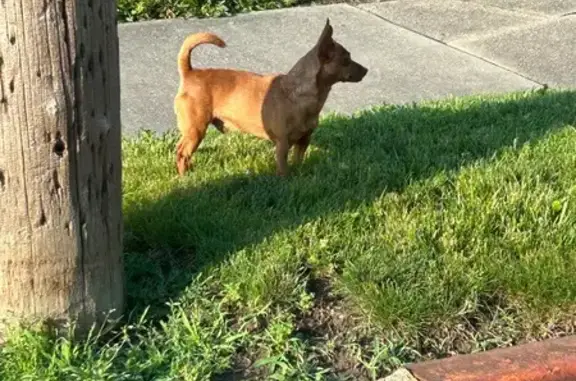 Found pets Alliance, photo: Timid Dog Found on Garfield Ave, Alliance