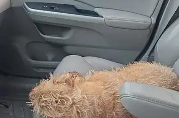 Found dog Maryland City, photo: Found: Friendly Brown Dog on Jibsail Dr.