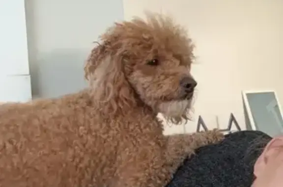 Lost Dog: Brown Coat, Needs Medication