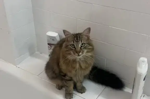 Chat perdu, Le Havre, photo: Chat perdu : Tamo, difficile à approcher