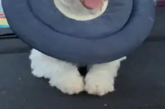 Lost White Dog: East 3rd St, Morrice