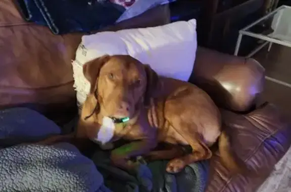 Missing dog Louisville, photo: Lost Reddish Dog with Shock Collar - Louisville