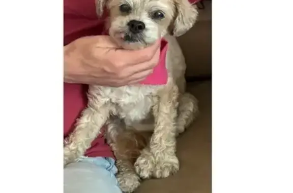 Lost Maltese Shih Tzu Mix on Wildwood