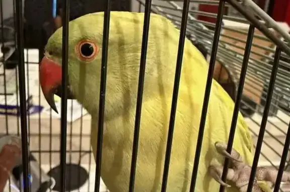 Found pets Longwood, photo: Found: Yellow/Green Indian Ringneck in FL