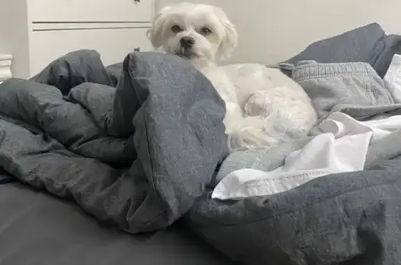 Missing dog Minneapolis, photo: Lost White Maltese Near 76th Pl, Mpls
