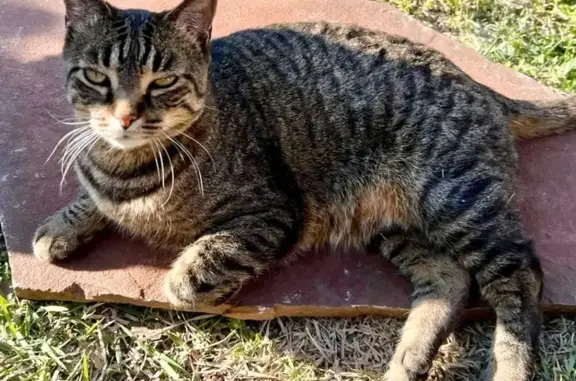Friendly Black & Brown Tabby Lost in OKC