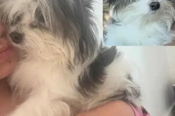 Lost Dog: Silky White & Black in San Antonio