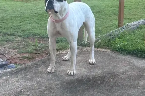 Found dog McDonough, photo: Spotted Bulldog Found: McDonough, GA
