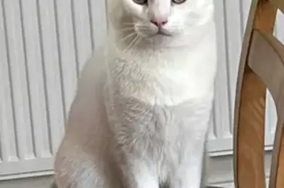 Lost White Cat Near St Fagans, Cardiff