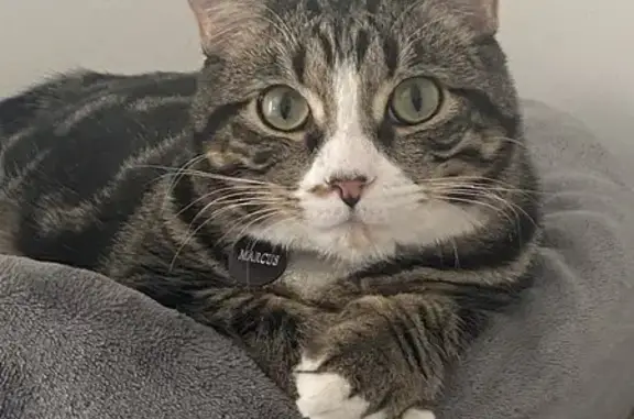 Missing cat Salt Lake City, photo: Lost Tabby Cat: White V-Neck Marking