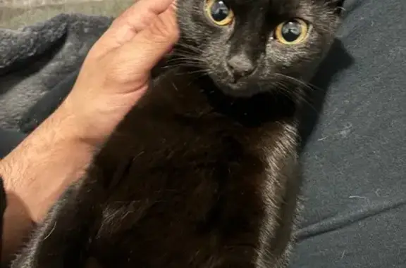 Lost: Black Cat Morticia on Lyon Ave