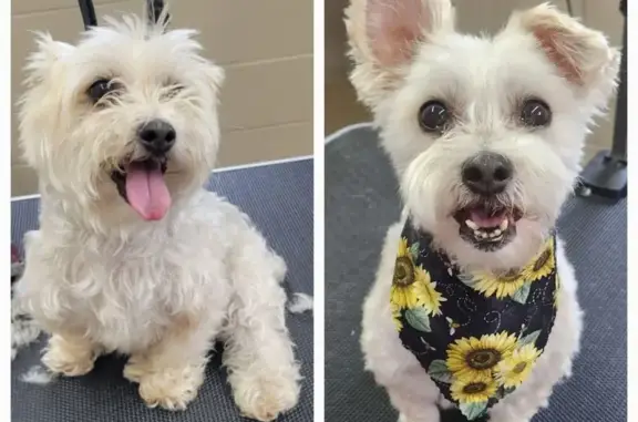 Missing dog , photo: Lost Dog: White Coat, Azalea Rd, MN