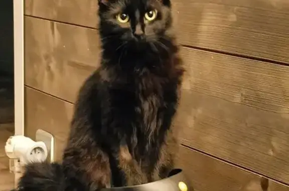 Animaux perdus Mérignac, photo: Chatte noire perdue à Mérignac