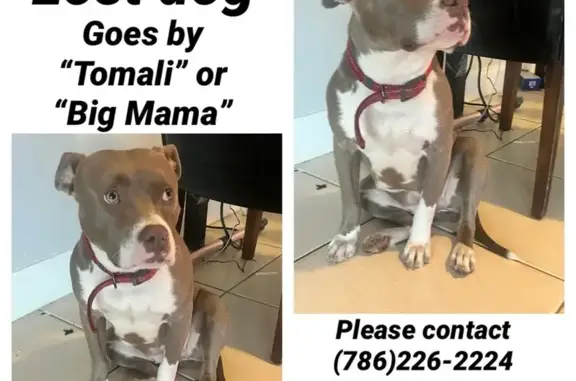 Help Bring Tomali Home: Lost & Needs Meds